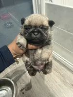 Teddy bear Pug Female # 1, a female Pug for sale in Bellingham, WA – 5 of 8