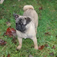 Frug male, a male French Bulldog and Pug for sale in Bellingham, WA – Photo 4 of 8