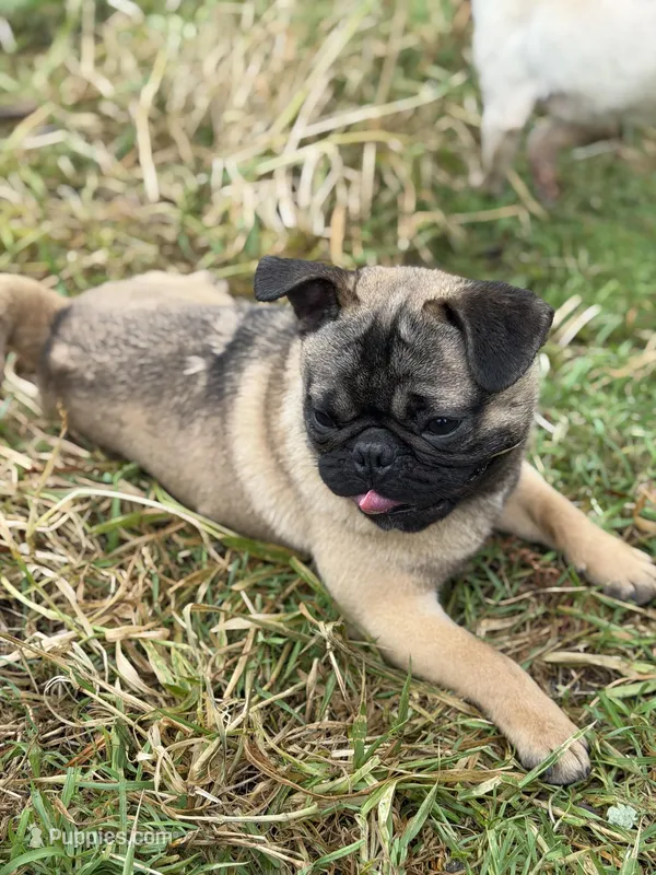 Frug male Migos – French Bulldog, Pug puppy for sale in Bellingham, WA
