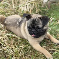 Frug male, a male French Bulldog and Pug for sale in Bellingham, WA – Photo 7 of 8