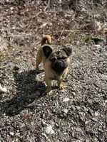 Frug male, a male French Bulldog and Pug for sale in Bellingham, WA – 7 of 7