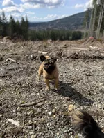 Frug male, a male French Bulldog and Pug for sale in Bellingham, WA – 6 of 7