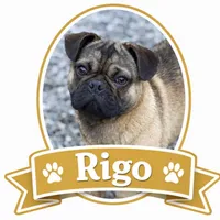 Frug male, a male French Bulldog and Pug for sale in Bellingham, WA – Photo 5 of 8