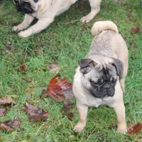 Frug male, a male French Bulldog and Pug for sale in Bellingham, WA – Photo 2 of 8