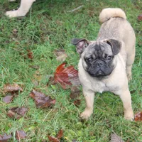Frug male, a male French Bulldog and Pug for sale in Bellingham, WA – Photo 1 of 8