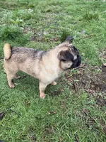 Rigo, a male French Bulldog and Pug for sale in Bellingham, WA – Photo 7 of 8