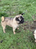 Rigo, a male French Bulldog and Pug for sale in Bellingham, WA – Photo 6 of 8