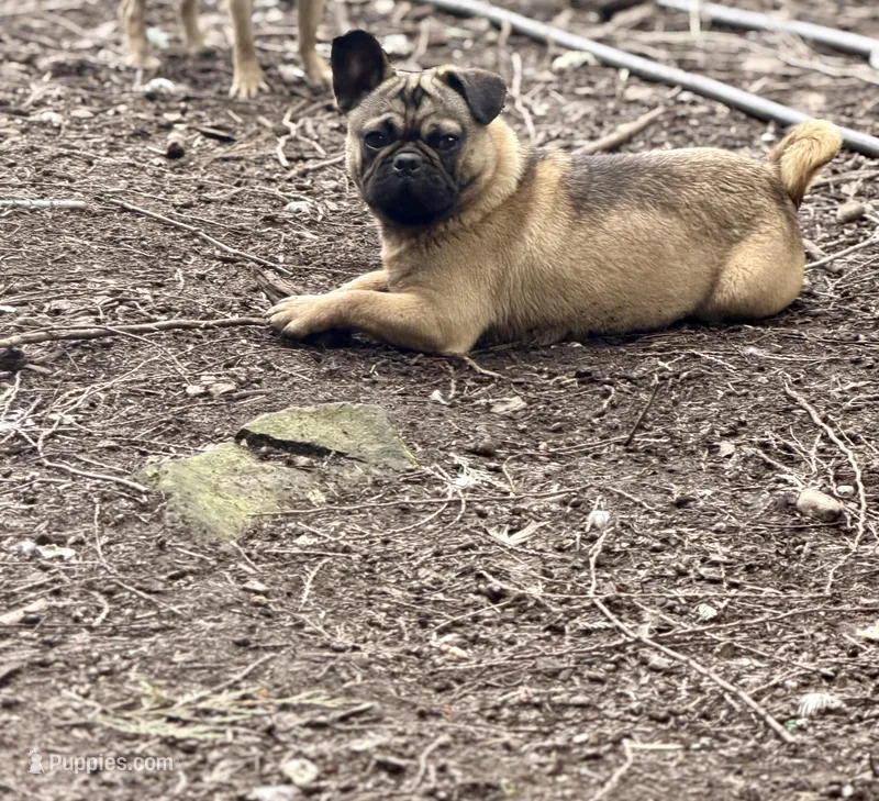 Rigo – French Bulldog, Pug puppy for sale in Bellingham, WA