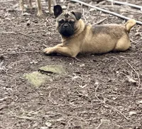 Rigo, a male French Bulldog and Pug for sale in Bellingham, WA – Photo 1 of 8