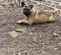 Rigo, a male French Bulldog and Pug for sale in Bellingham, WA – Photo 2 of 8