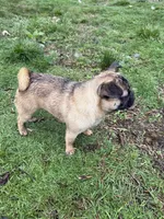 Rigo, a male French Bulldog and Pug for sale in Bellingham, WA – Photo 5 of 8