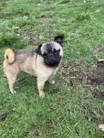 Rigo, a male French Bulldog and Pug for sale in Bellingham, WA – Photo 8 of 8