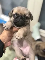 Tokyo, a female Pug for sale in Bellingham, WA – 4 of 9