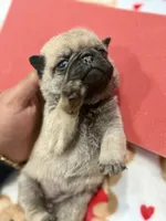 Female # 2 ROMA, a female Pug for sale in Bellingham, WA – 7 of 10