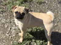 Nora, a female Pug for sale in Bellingham, WA – 3 of 10