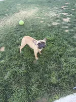 Max, a male French Bulldog for sale in Indio, CA – Photo 5 of 5