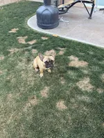 Max, a male French Bulldog for sale in Indio, CA – Photo 4 of 5
