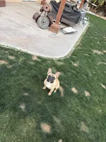 Max, a male French Bulldog for sale in Indio, CA – Photo 3 of 5