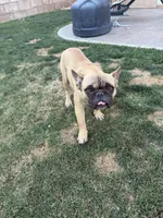 Max, a male French Bulldog for sale in Indio, CA – Photo 2 of 5