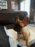 Max, a male French Bulldog for sale in Indio, CA – Photo 1 of 5