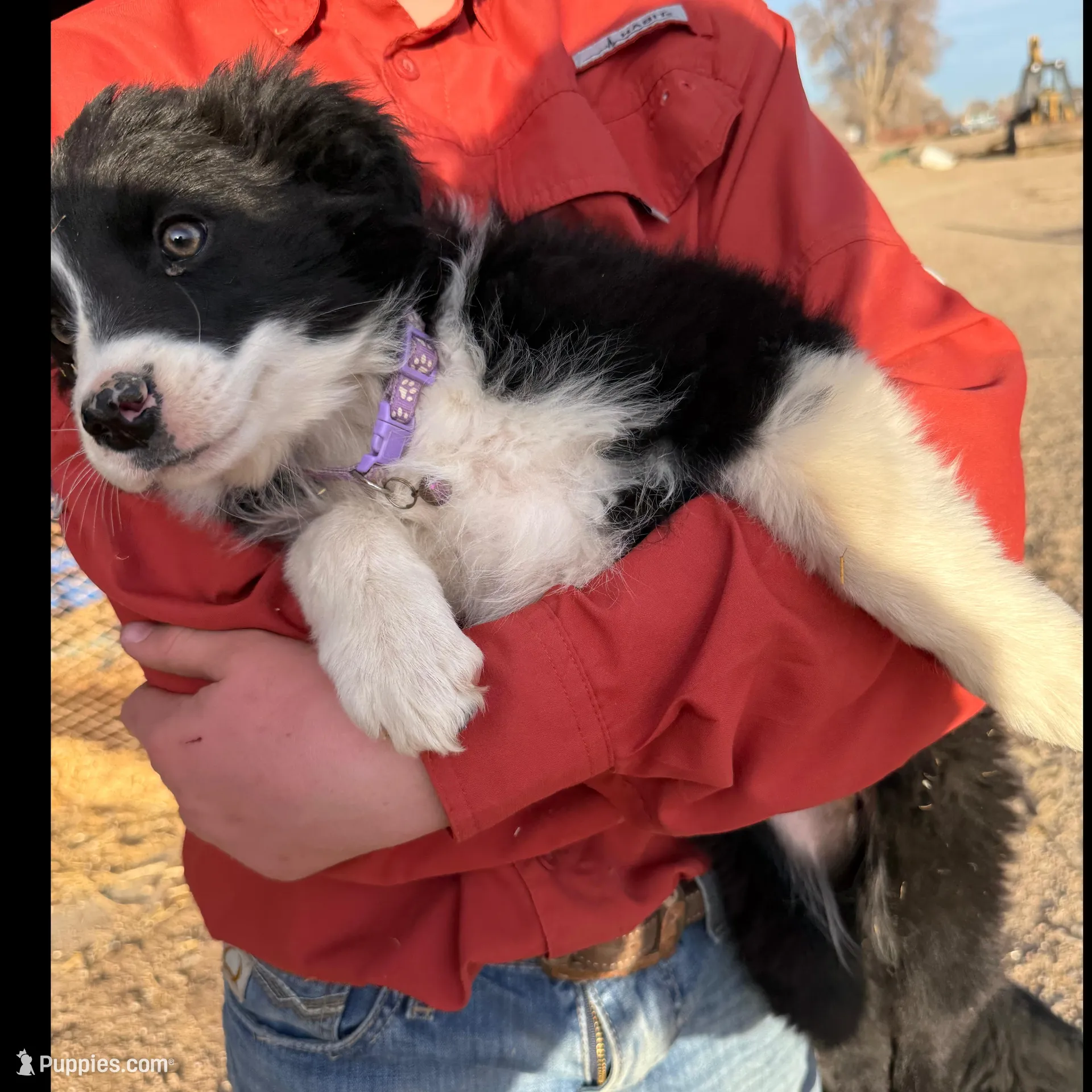 Kona, a female Australian Shepherd and Border Collie for sale in Manzanola, CO – Photo 1 of 3