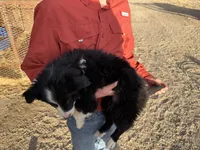 Kona, a female Australian Shepherd and Border Collie for sale in Manzanola, CO – Photo 2 of 3