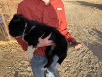 Kona, a female Australian Shepherd and Border Collie for sale in Manzanola, CO – Photo 3 of 3