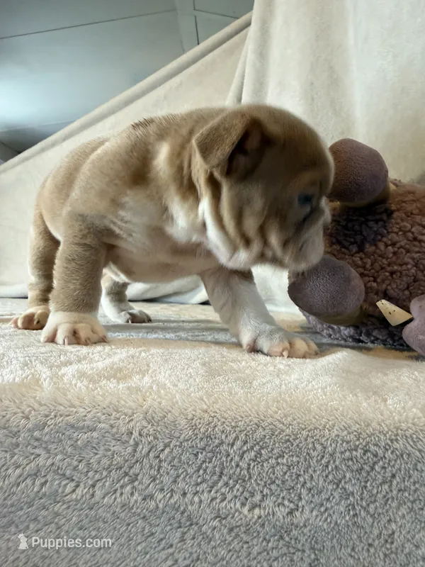 Cupcake – English Bulldog puppy for sale in Gouverneur, NY