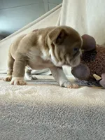 Cupcake, a female English Bulldog for sale in Gouverneur, NY – 1 of 5