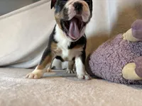 Ying and yang , a male English Bulldog for sale in Gouverneur, NY – 8 of 10
