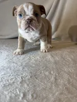 Cupcake, a female English Bulldog for sale in Gouverneur, NY – 5 of 5