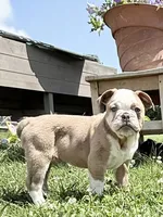 Heart breaker , a male English Bulldog for sale in Gouverneur, NY – 1 of 5