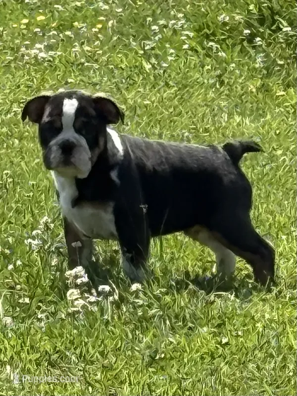 Ying and yang  – English Bulldog puppy for sale in Gouverneur, NY