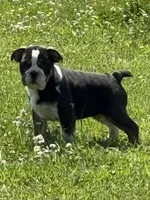 Ying and yang , a male English Bulldog for sale in Gouverneur, NY – 5 of 9