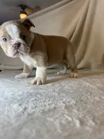 Cupcake, a female English Bulldog for sale in Gouverneur, NY – 4 of 5