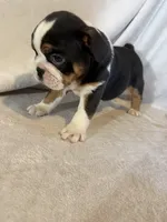 Ying and yang , a male English Bulldog for sale in Gouverneur, NY – 9 of 10