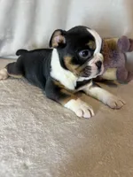 Ying and yang , a male English Bulldog for sale in Gouverneur, NY – 1 of 10