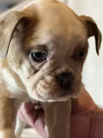 Heart breaker , a male English Bulldog for sale in Gouverneur, NY – 2 of 5