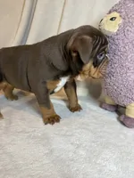 Coco, a male English Bulldog for sale in Gouverneur, NY – 6 of 7