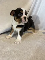 Ying and yang , a male English Bulldog for sale in Gouverneur, NY – 5 of 10