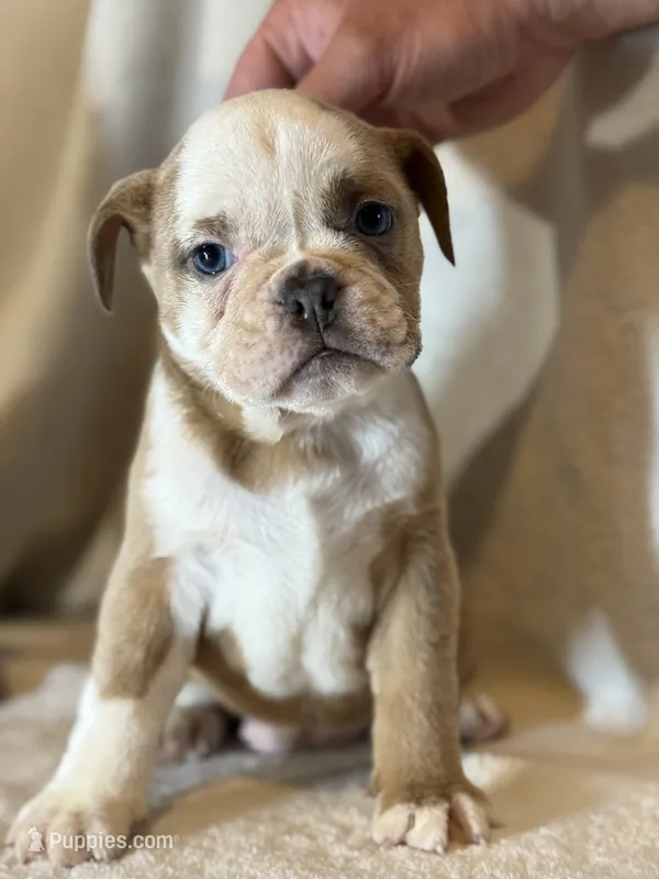 Heart breaker  – English Bulldog puppy for sale in Gouverneur, NY