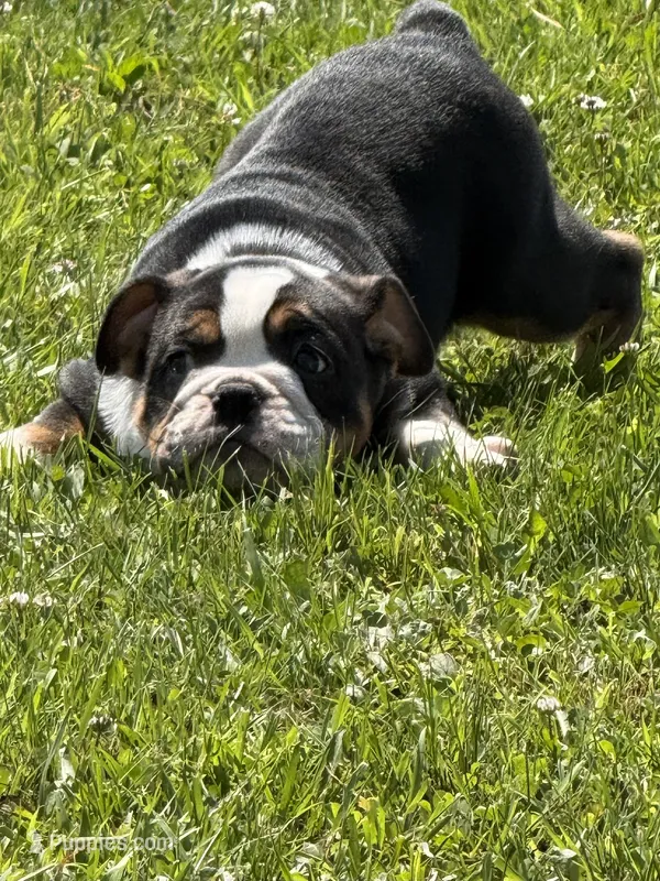 Ying and yang  – English Bulldog puppy for sale in Gouverneur, NY