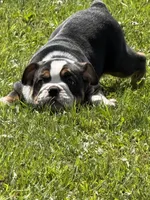Ying and yang , a male English Bulldog for sale in Gouverneur, NY – 1 of 9