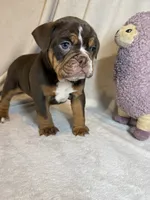 Coco, a male English Bulldog for sale in Gouverneur, NY – 3 of 7