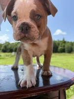Heart breaker , a male English Bulldog for sale in Gouverneur, NY – 4 of 5