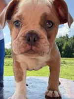 Heart breaker , a male English Bulldog for sale in Gouverneur, NY – 2 of 5