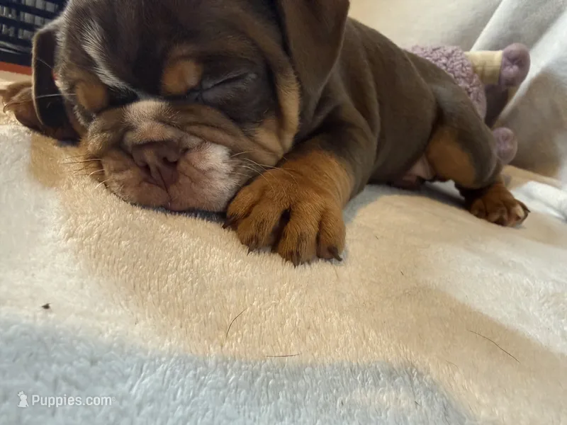 Coco – English Bulldog puppy for sale in Gouverneur, NY