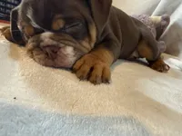 Coco, a male English Bulldog for sale in Gouverneur, NY – 1 of 7