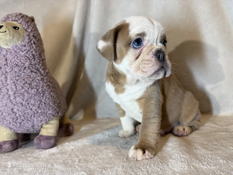 Heart breaker  – English Bulldog puppy for sale in Gouverneur, NY
