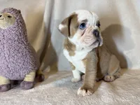 Heart breaker , a male English Bulldog for sale in Gouverneur, NY – 4 of 5
